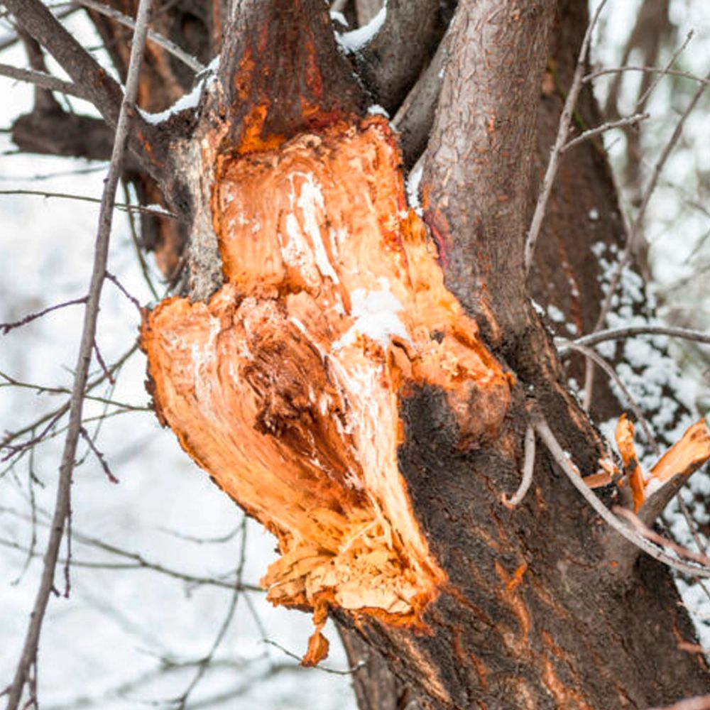 Повреждение деревьев после зимы